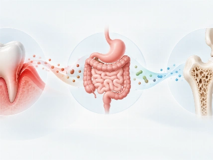 Gum disease disrupts gut health and speeds up bone loss in osteoporosis The Young Dentist