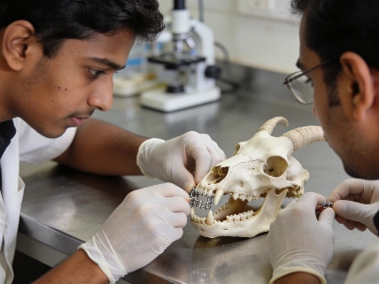Hamdard students practise dental splinting on goat mandible models The Young Dentist